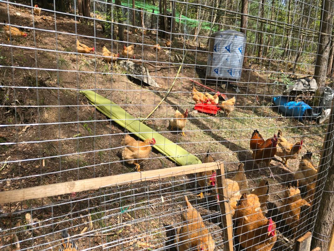 免费养殖技术视频大全在哪里能找到？-图2