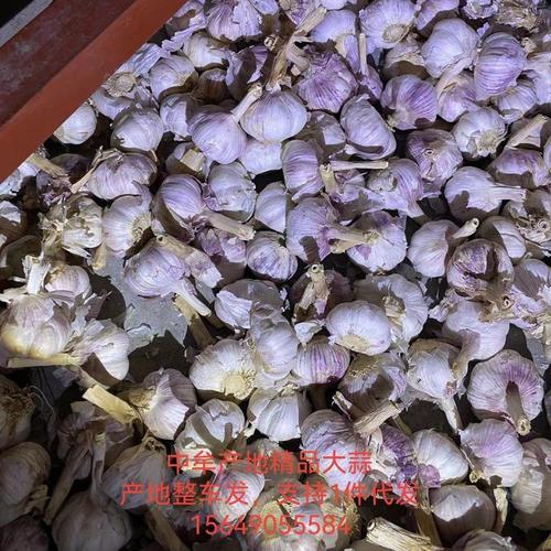 中牟新鲜大蒜最新价格多少钱一斤？-图1