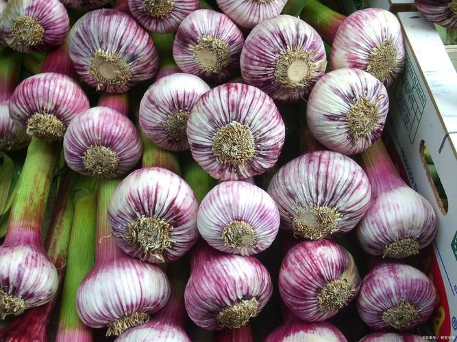 中牟新鲜大蒜最新价格多少钱一斤？-图2