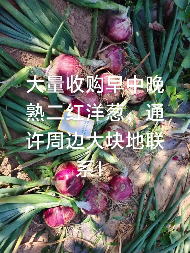 2025年红洋葱价格会涨还是跌？-图2