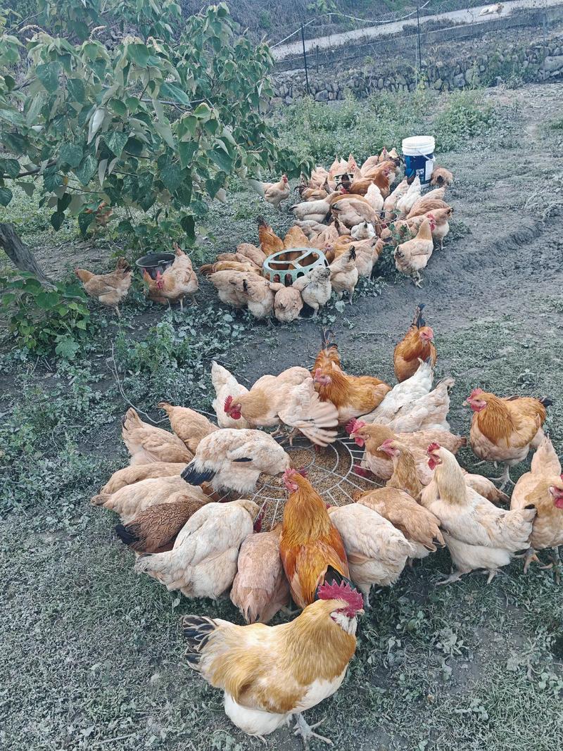 林地土鸡生态养殖技术，如何实现高产高效？-图2