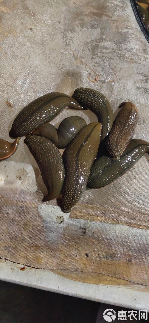 国内常见的水蛭品种有哪些？-图1