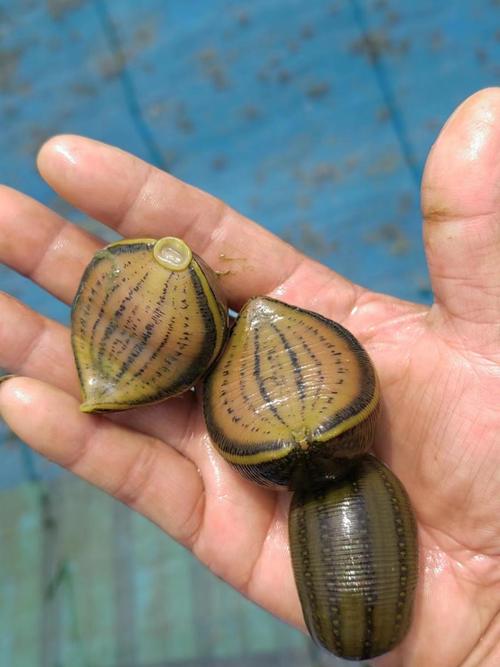 国内常见的水蛭品种有哪些？-图2