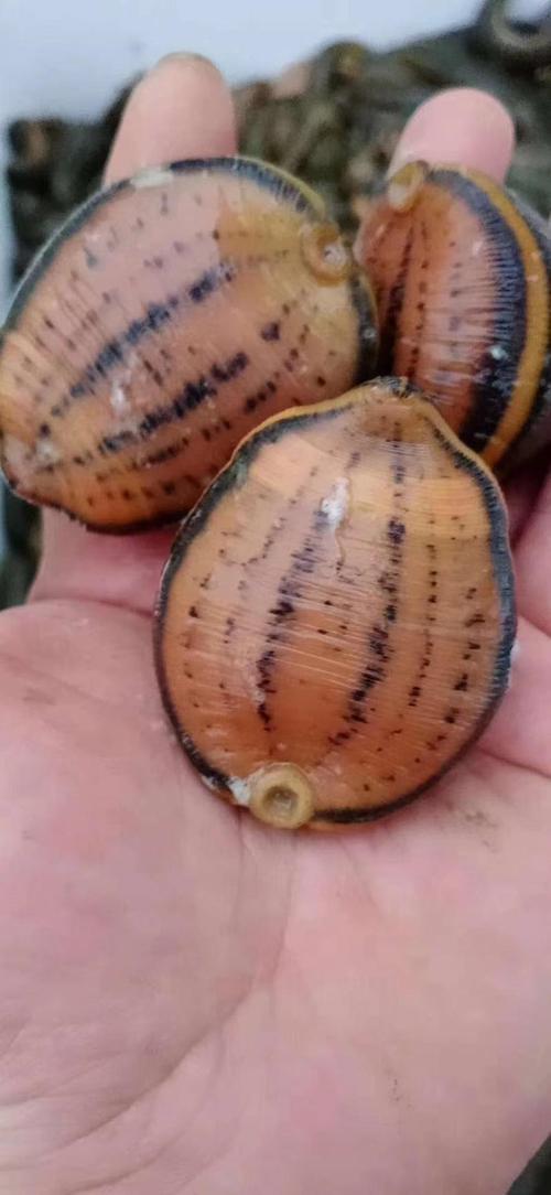 国内常见的水蛭品种有哪些？-图3