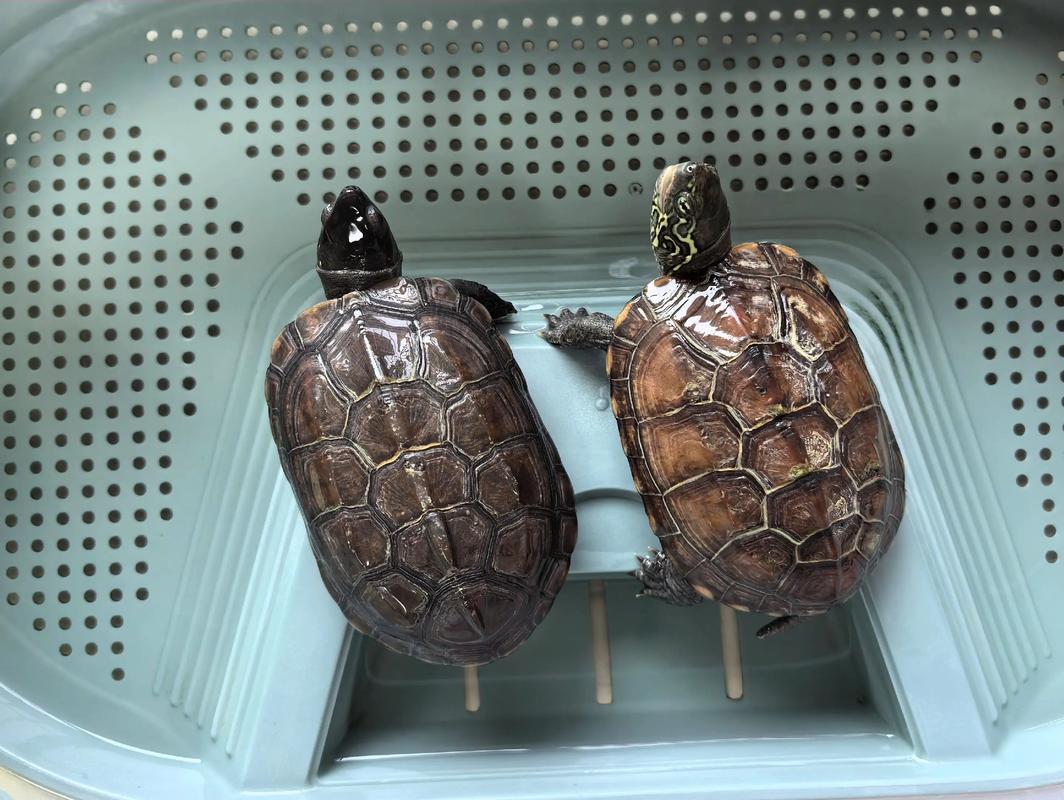 2025年中华草龟价格会涨还是跌？-图1