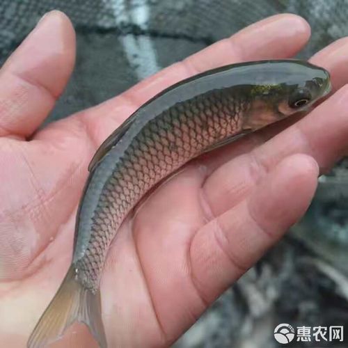 草鱼成鱼养殖技术视频，关键要点有哪些？-图3