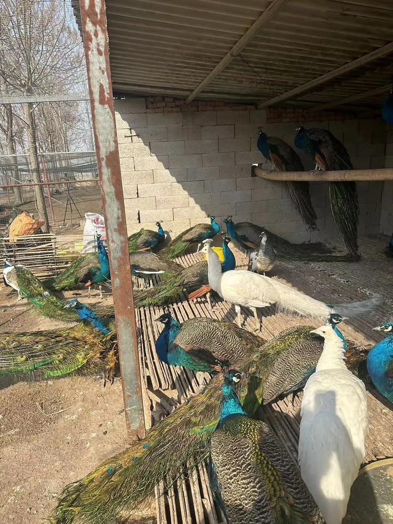 山东菏泽孔雀养殖技术-图1