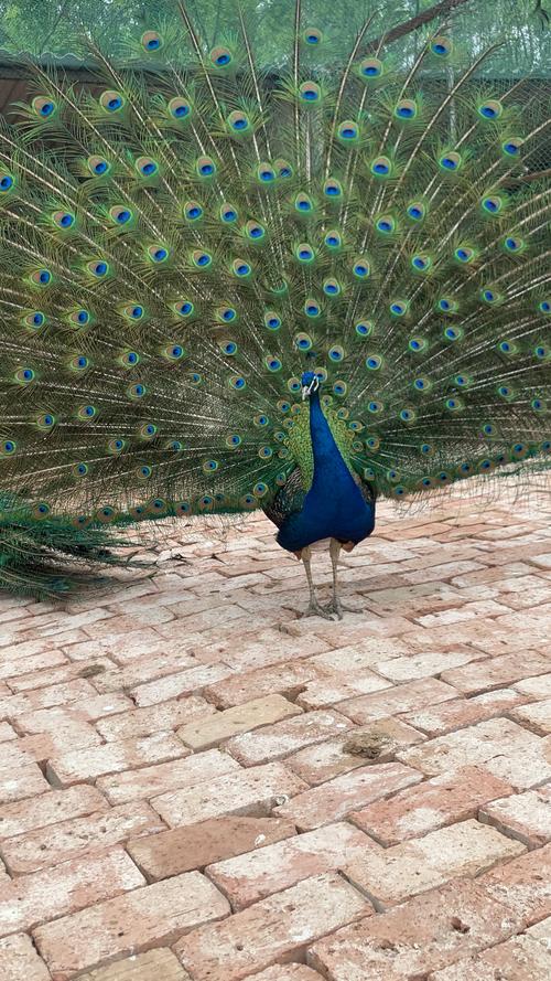 山东菏泽孔雀养殖技术-图3