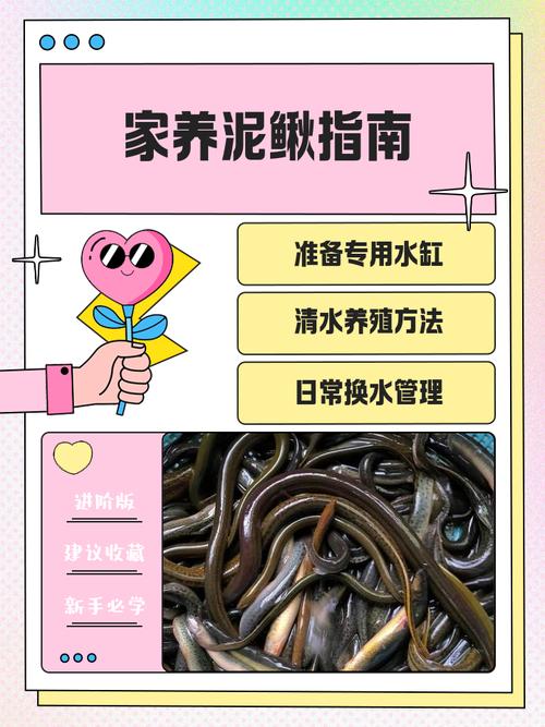 泥鳅自然繁殖技术要点有哪些？-图1