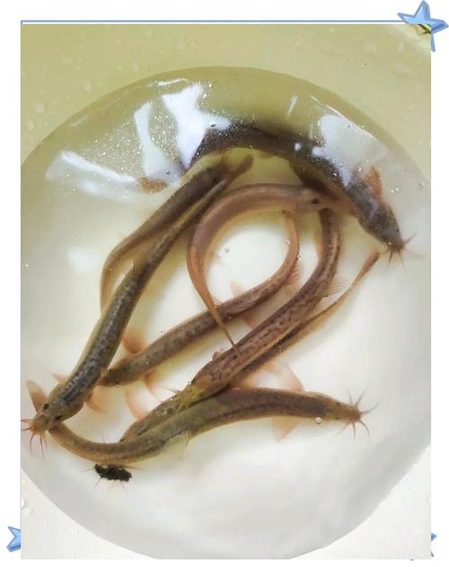 泥鳅自然繁殖技术要点有哪些？-图2