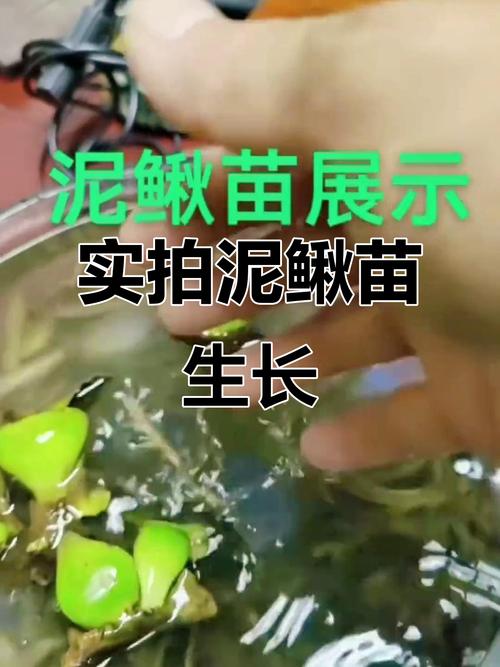 泥鳅自然繁殖技术要点有哪些？-图3