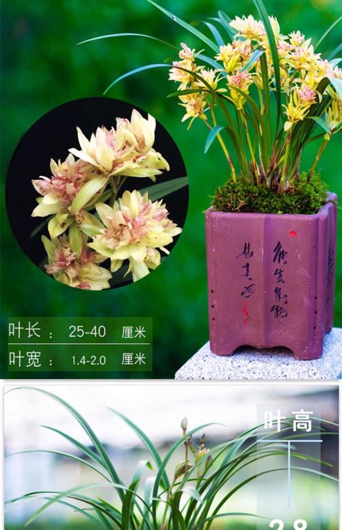 最值钱兰花品种，为何能如此天价？-图1