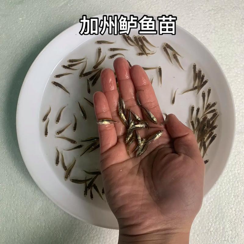 鲈鱼如何养殖价格如何-图2