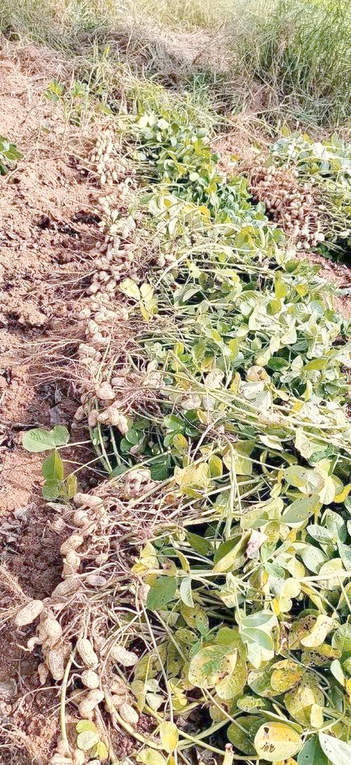 露地花生怎么种？高产技术看这里！-图1