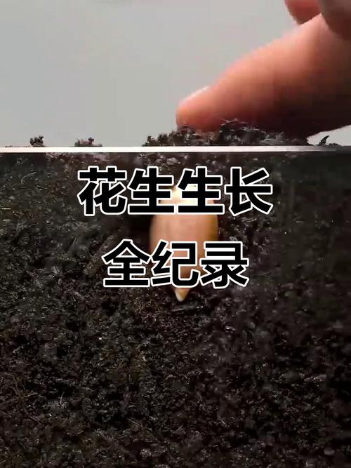 露地花生怎么种？高产技术看这里！-图3