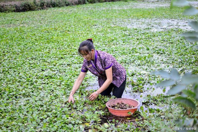 菱角深水养殖技术视频如何实现高产?-图1 菱角深水养殖技术视频如何实现高产?-图1