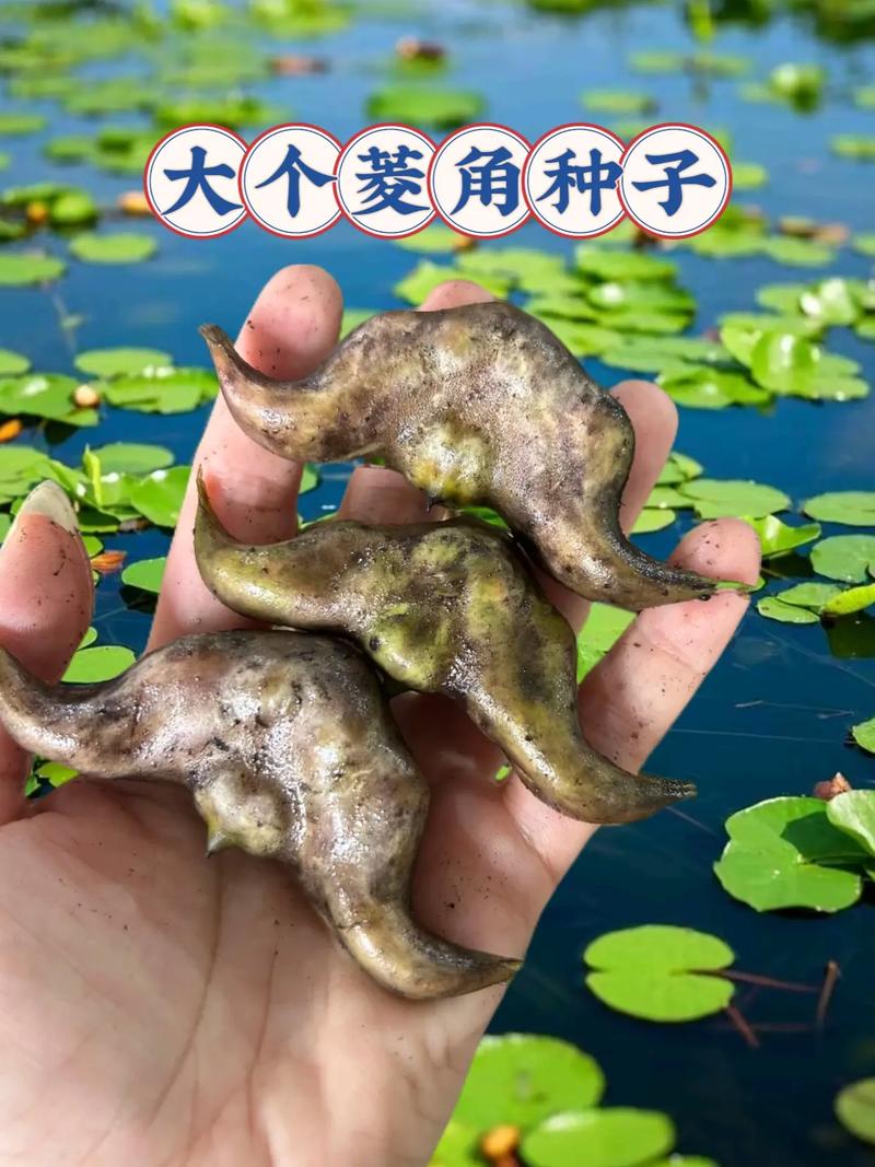 菱角深水养殖技术视频如何实现高产?-图2 菱角深水养殖技术视频如何实现高产?-图2