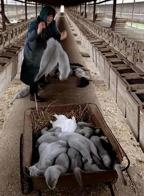 毛皮动物养殖技术视频-图2