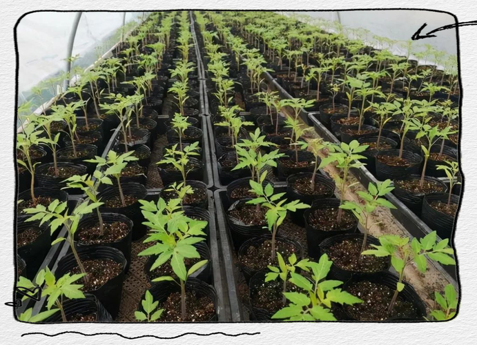 西红柿的苗期管理技术-图1