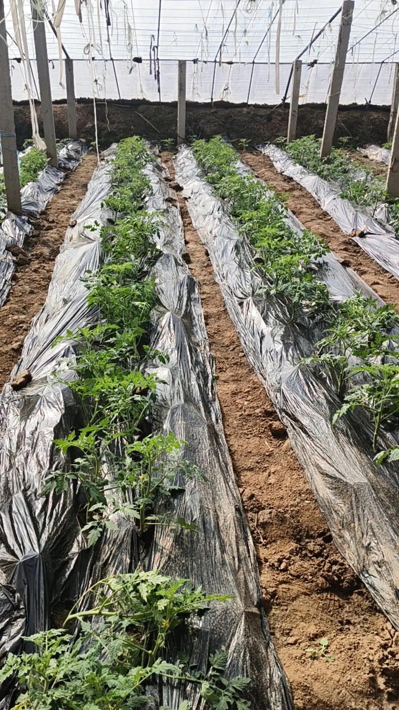 西红柿的苗期管理技术-图2