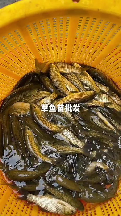 我市水产调研鱼苗品种-图3