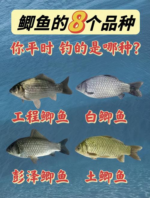 南方鲫鱼什么品种好呢-图1
