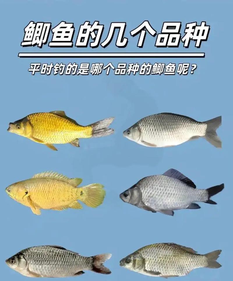 南方鲫鱼什么品种好呢-图2