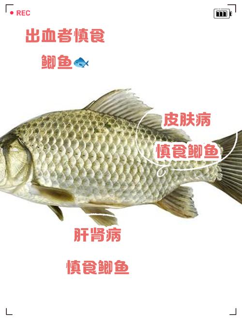 南方鲫鱼什么品种好呢-图3