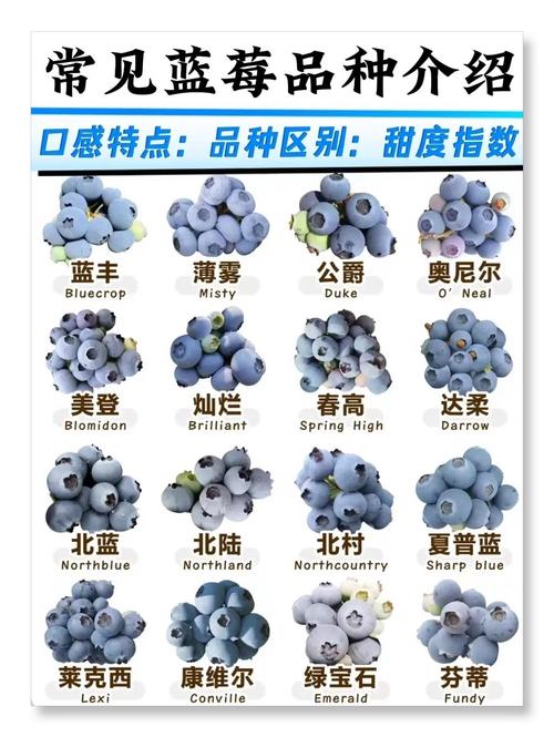 北方蓝莓哪个品种最可口？-图1