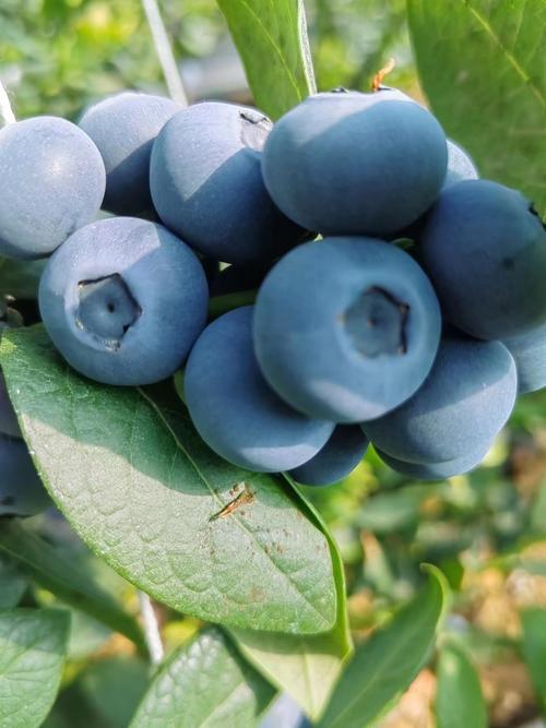 北方蓝莓哪个品种最可口？-图2