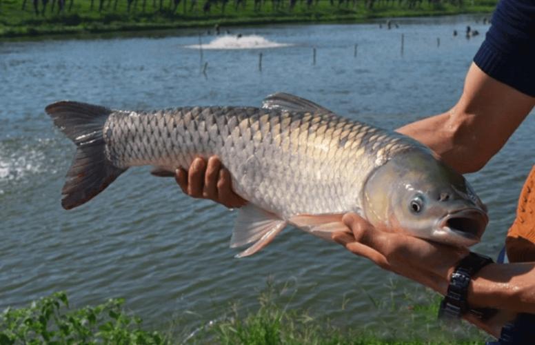 冬季草鱼怎么养？技术视频看这里！-图1