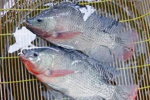 海南罗非鱼每斤价格是多少？-图1