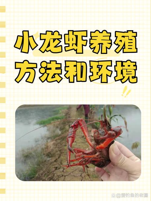 田螺龙虾泥鳅混养，如何协调共生与提高效益？-图1