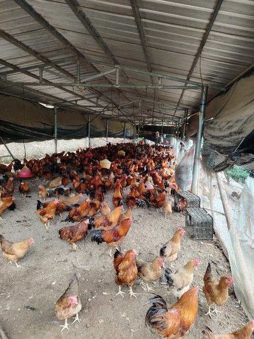 河南种鸡养殖技术基地有何核心技术？-图2