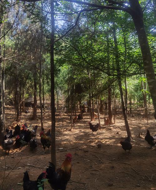 河南种鸡养殖技术基地有何核心技术？-图1