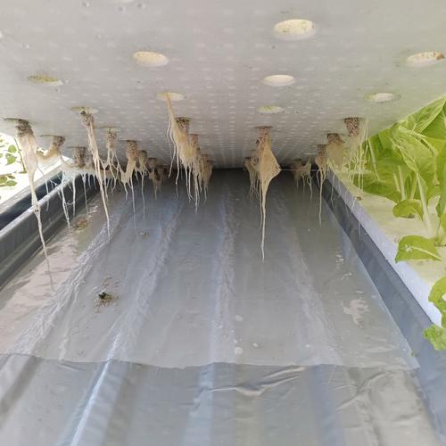 有机蔬菜如何高效种植？-图1