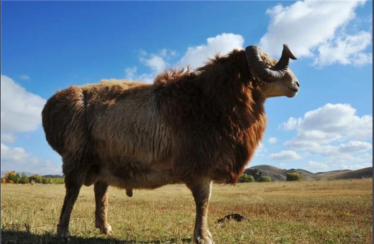 大型山羊品种有哪些？-图3