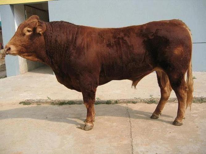 国内常见肉牛品种有哪些？-图1