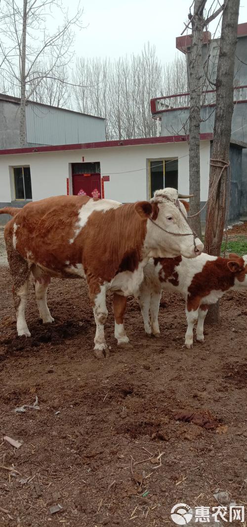 国内常见肉牛品种有哪些？-图2