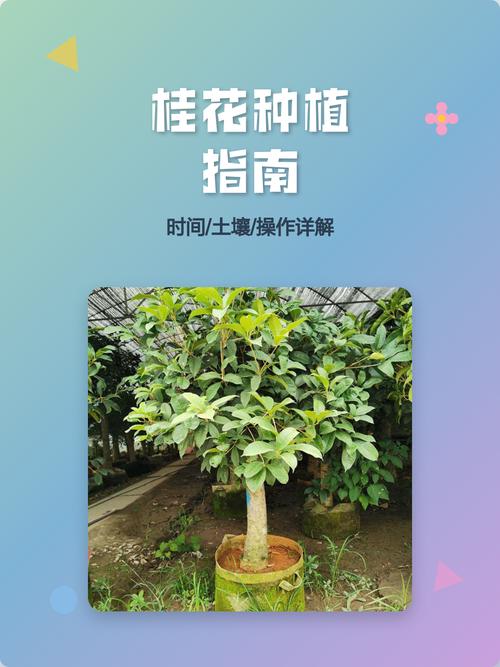 湖北桂花栽培繁殖技术有哪些关键要点？-图1