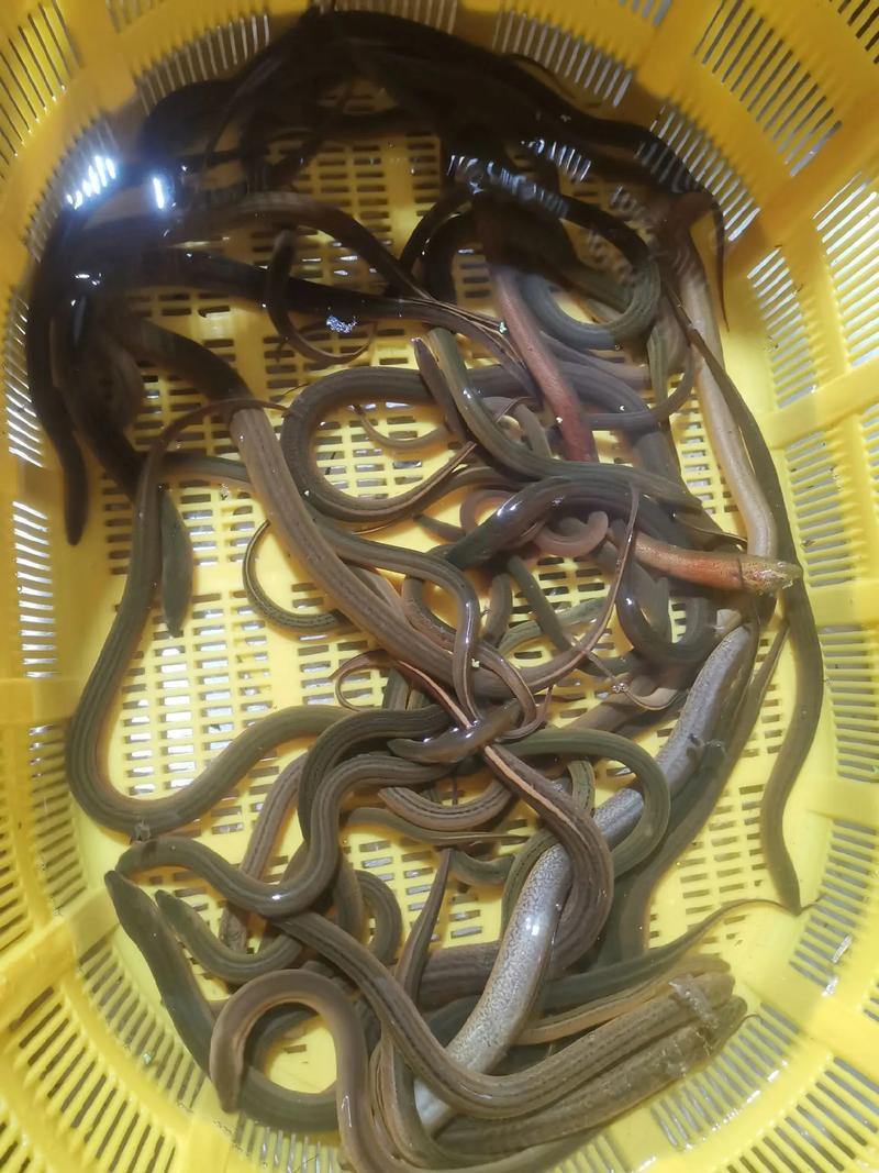湘西黄鳝泥鳅价格现在多少钱一斤？-图1
