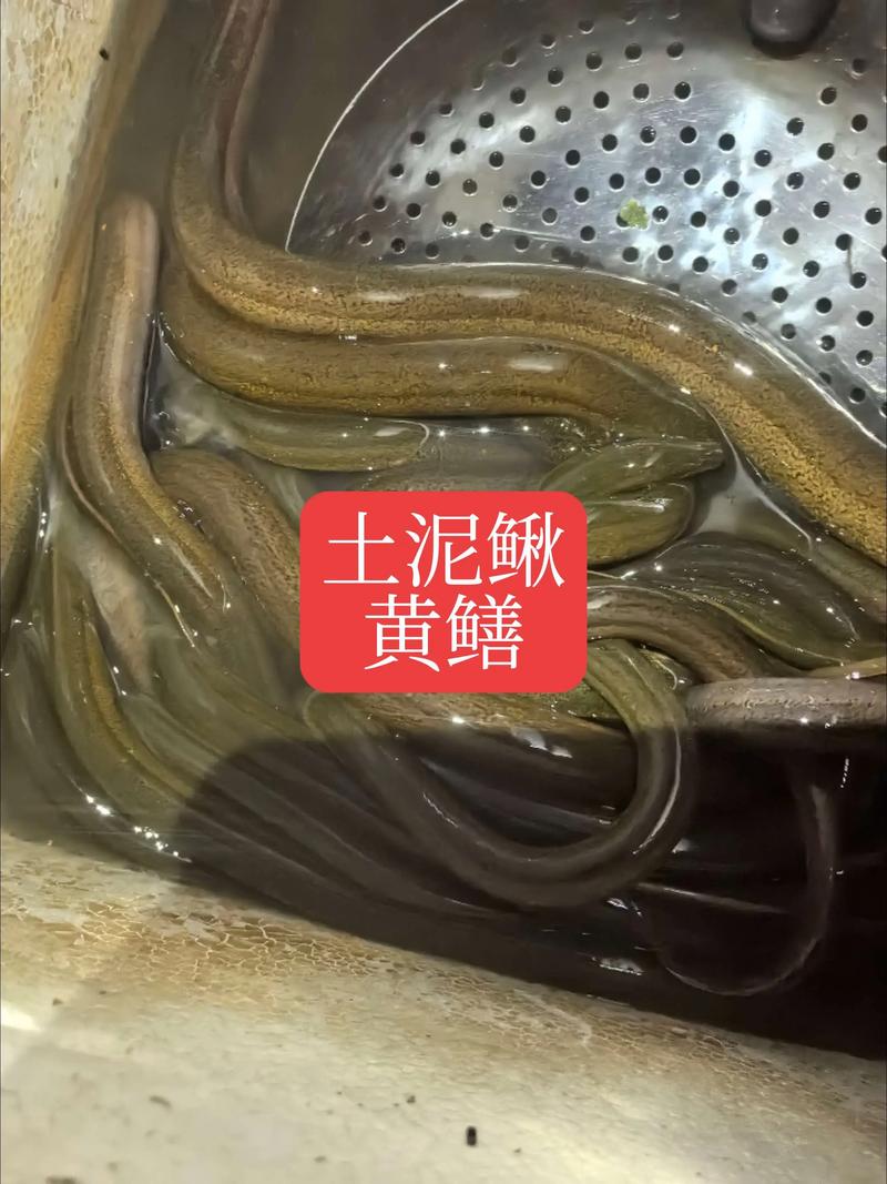 湘西黄鳝泥鳅价格现在多少钱一斤？-图3