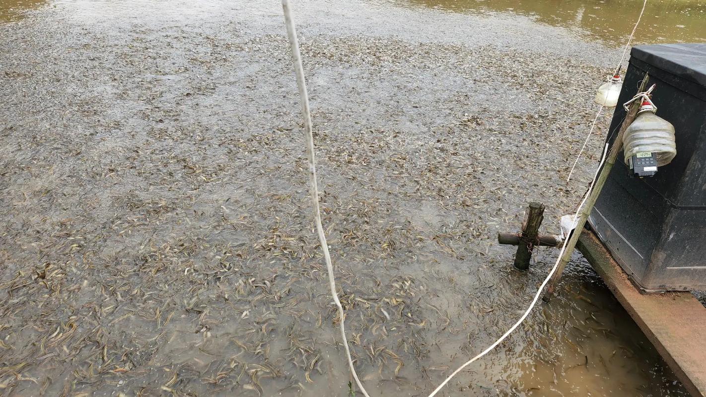 湘西黄鳝泥鳅价格现在多少钱一斤？-图2