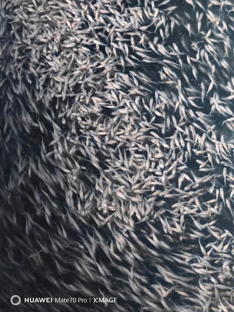 加州鲈鱼养殖技术要点有哪些关键？-图3