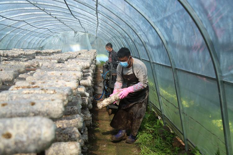 香菇种植视频，新手能学会吗？-图3