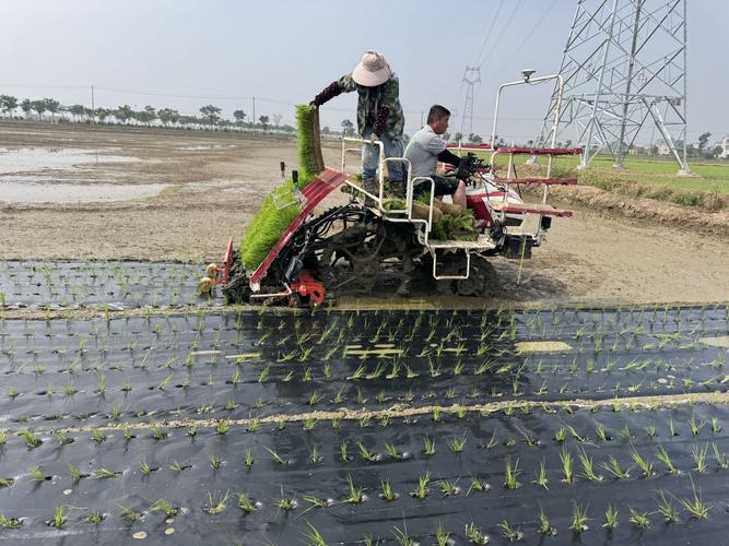 稻田高产技术视频，关键要点有哪些？-图2