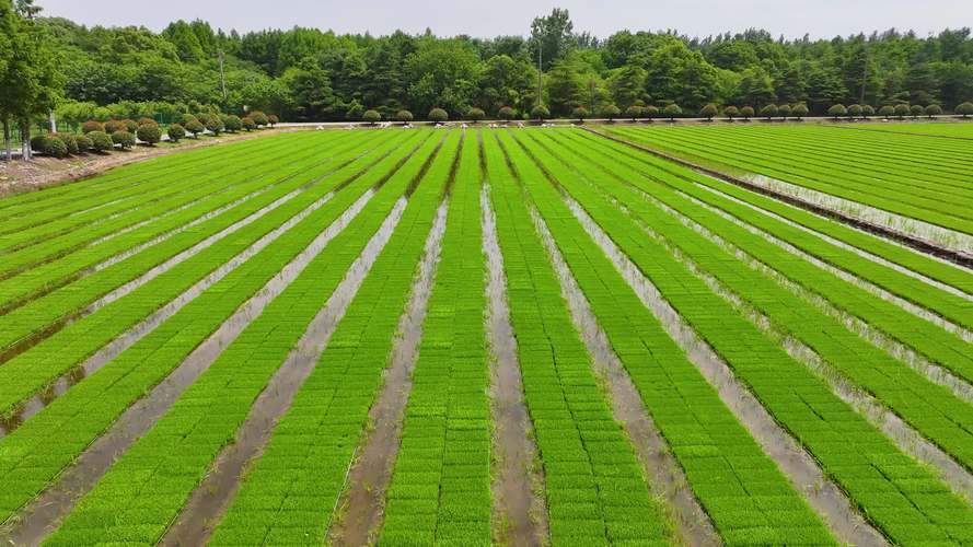 稻田高产技术视频，关键要点有哪些？-图3