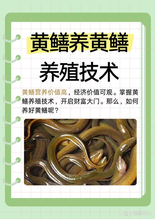 黄鳝养殖技术视频，新手怎么学？-图1