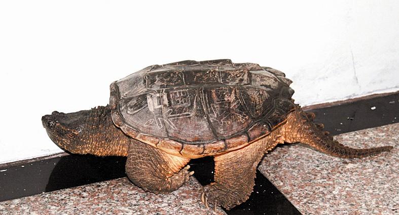 2025年鳄鱼龟价格会涨还是跌？-图2