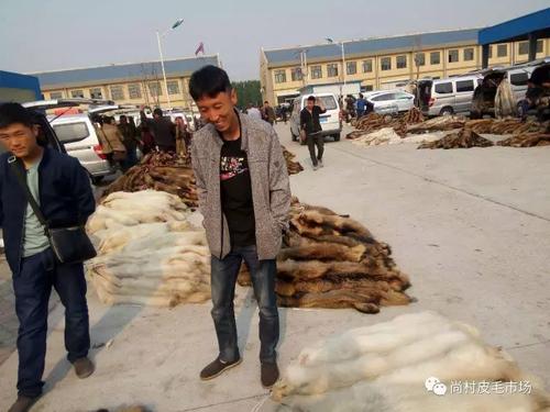 乐亭皮毛价格最新行情如何？-图1